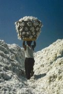 Gin Worker Walks Thru a Canyon of Organic Cotton